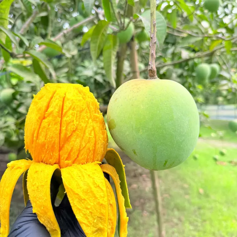 Mango Gallery