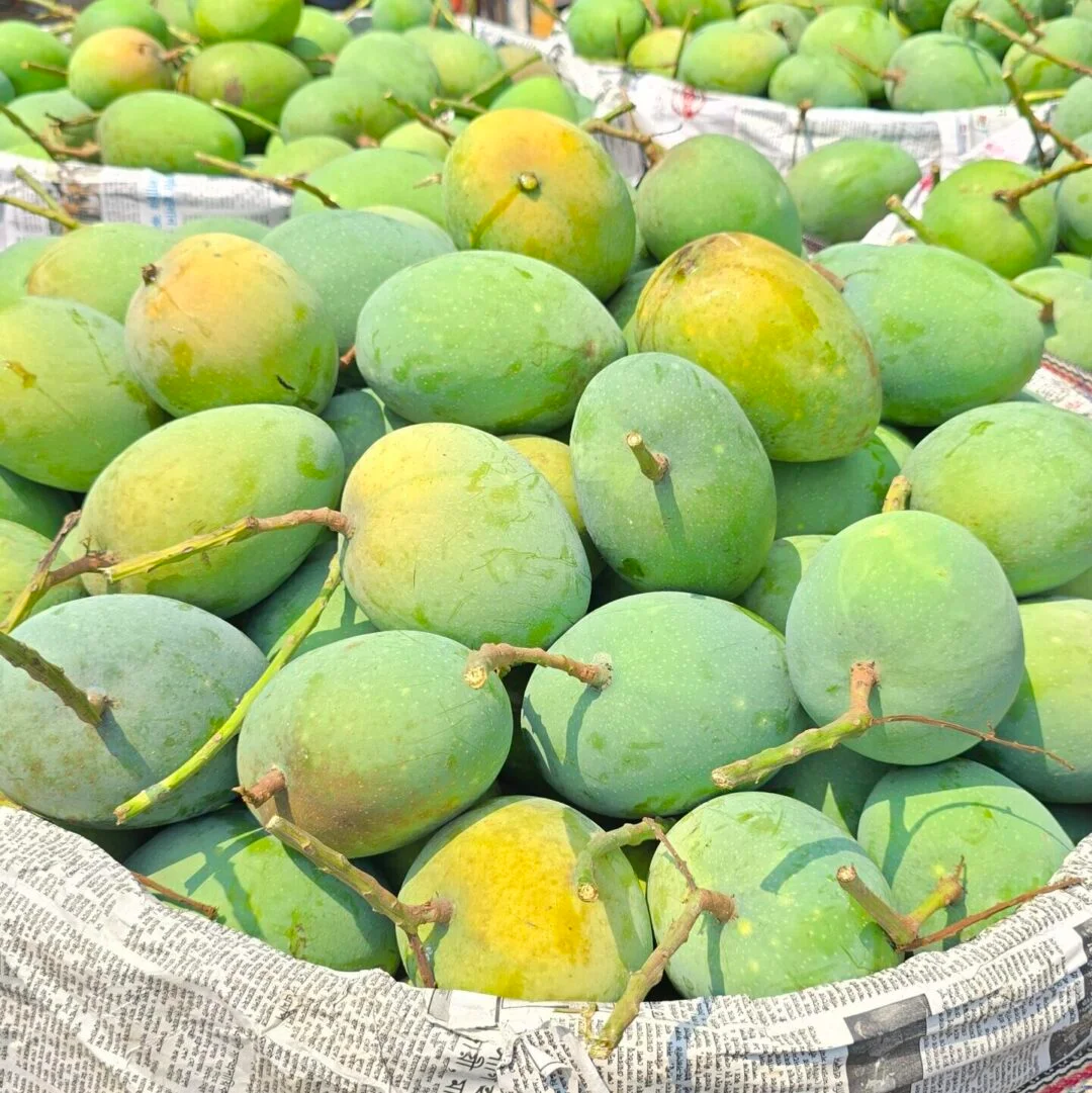 Mango Gallery